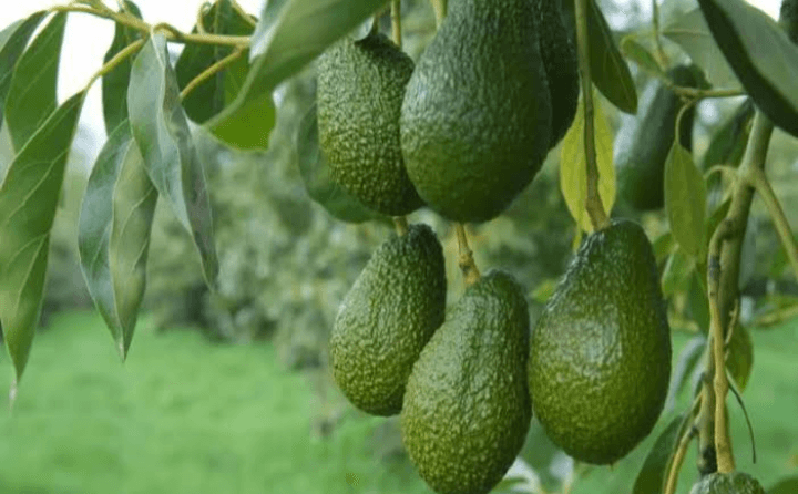 Daftar 5 Kecamatan yang Paling Produktif Menghasilkan Buah Alpukat di Kabupaten Kendal