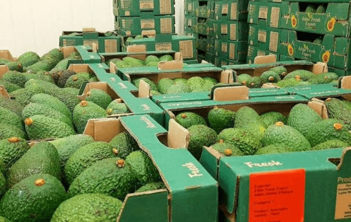 Panen Melimpah, Ini Daftar 5 Kecamatan yang Paling Banyak Menghasilkan Buah Alpukat di Area Kabupaten Kendal