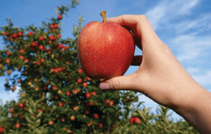 6 Pilihan Menu Makanan yang Disarankan Dikonsumsi untuk Penderita GERD dan Asam Lambung