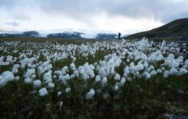 Ini 4 Lokasi Dimana Kamu Bisa Melihat Bunga Edelweis di Jawa Tengah, Salah Satunya di Gunung Sindoro