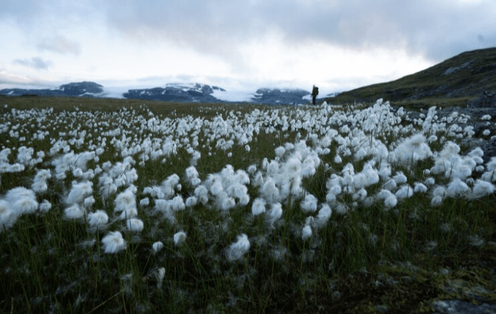 Ini 4 Lokasi Dimana Kamu Bisa Melihat Bunga Edelweis di Jawa Tengah, Salah Satunya di Gunung Sindoro