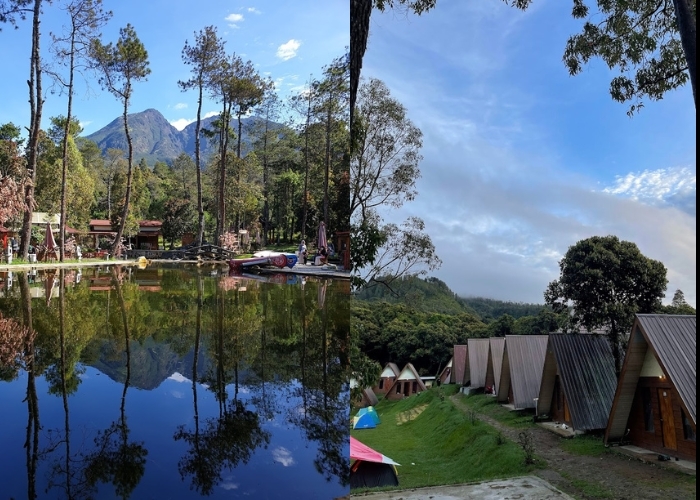 Jateng Vibes! Liburan di Sakura Hills Tawangmangu: Pesona Bunga Sakura di Tengah Sejuknya Pegunungan Lawu
