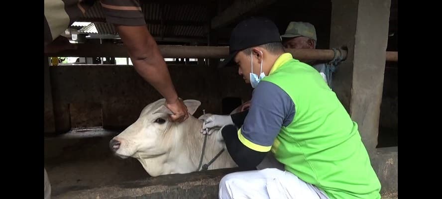 Waspada PMK, Pemkab Klaten Vaksinasi Ternak Sapi