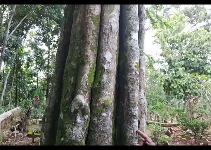 Menguak Misteri dan Mistis Seputar Daerah Sekitar Salatiga: Mulai dari Pohon Blimbing Berambut Manusia hingga Batu Pengantin yang Dikutuk