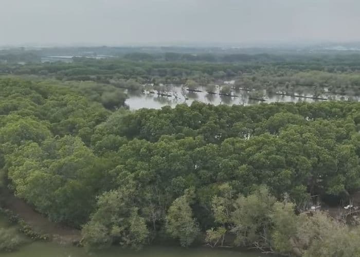 Desa Tapak Tugurejo: Surga Ekowisata di Semarang yang Menyimpan Harmoni Alam dan Manusia!