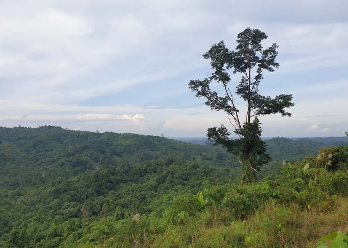 Tempat Misteri Bukit Soeharto! Di Balik Rindang serta Keindahan Alamnya, Ternyata Pernah Jadi Kuburan Massal Romusha! Kisah Nyata Bikin Merinding!