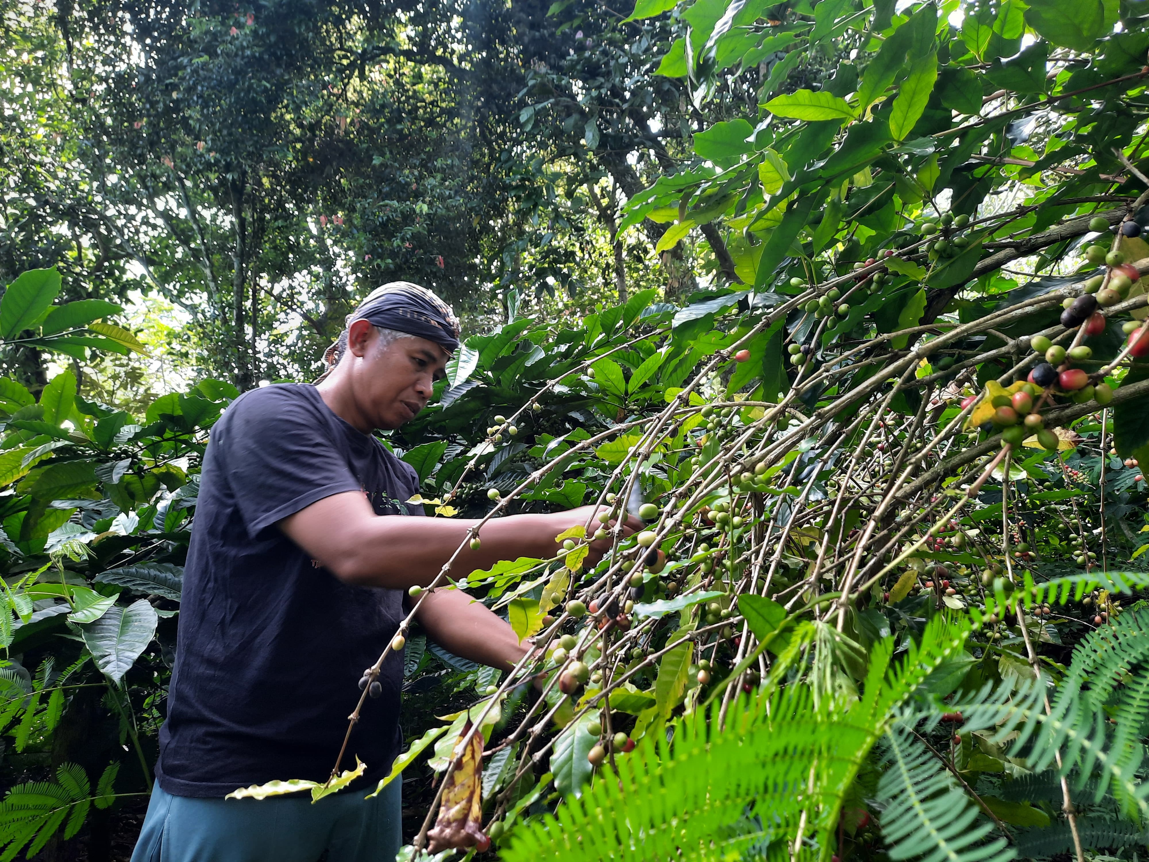 Kopi Kenthir, Simbol Perjuangan Buruh Tani Lulusan SD yang Hidup Pantang Menyerah