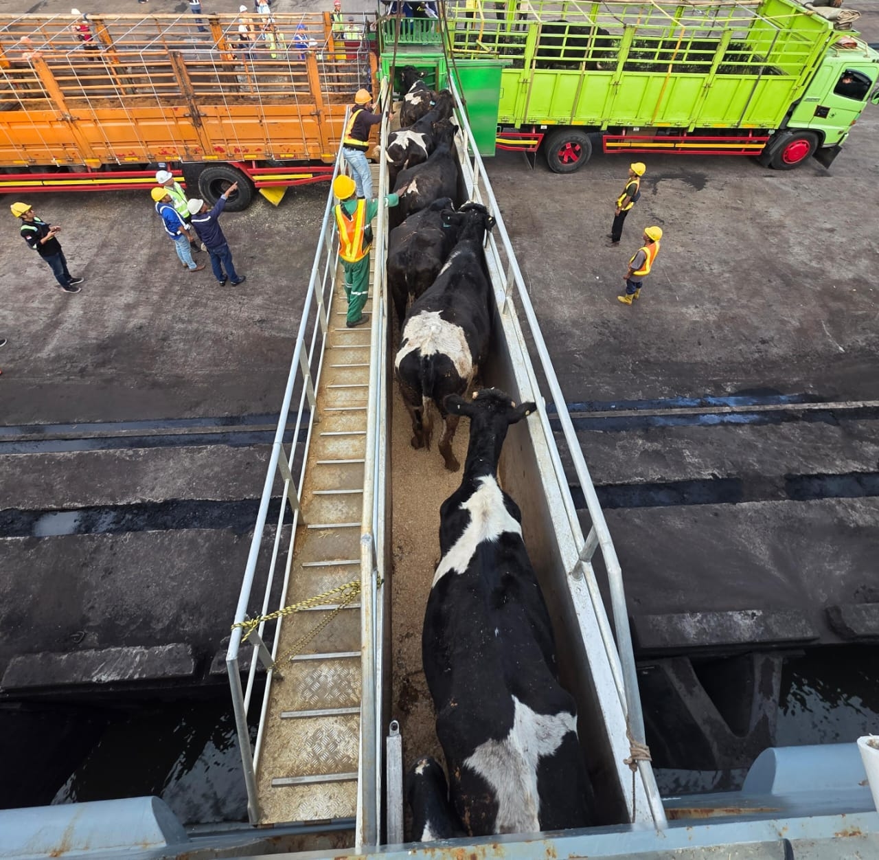 Barantin Cek Kesehatan 1.138 Sapi Impor Asal Australia