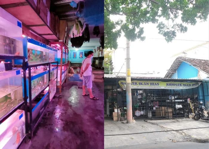 7 Toko Ikan dan Akuarium Solo Ini Bikin Hobi Ikan Hias Kamu Makin Gila-gilaan: Dari Komplek Raksasa Sampai Spesialis Aquascape dengan Harga Termurah!