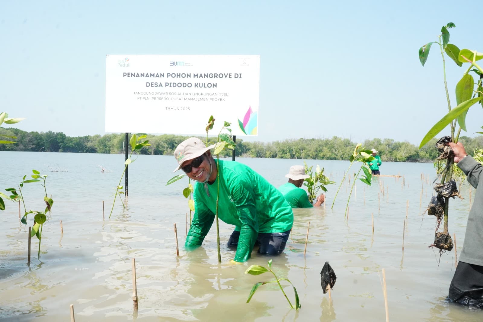 Sambut Hari Lingkungan Hidup Sedunia, PLN Tanam 10.500 Bibit Mangrove di Desa Pidodo Kulon