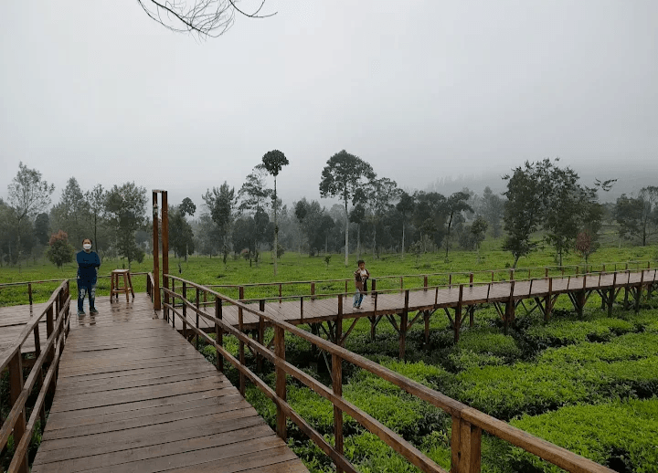 Pesona Wisata Jateng: Kebun Teh Tambi di Kabupaten Wonosobo, Cocok Buat Healing Bareng Keluarga