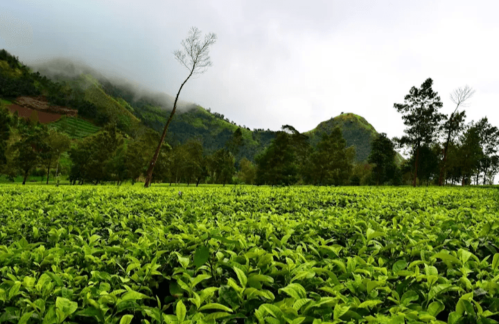 Butuh Healing Bernuansa Alam? Coba Saja Berkunjung ke Kebun Teh Tambi di Daerah Wonosobo, Dijamin Sejuk
