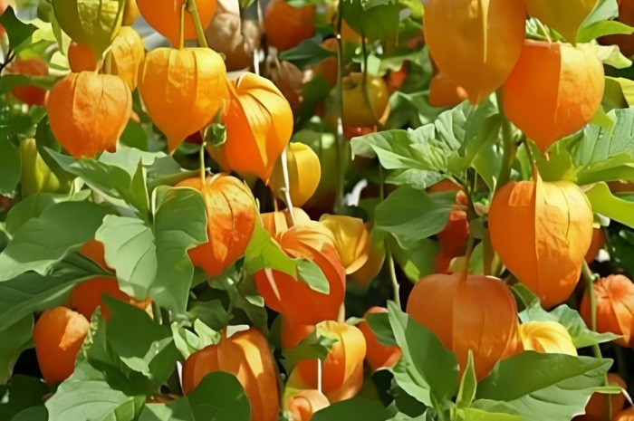 Bukan Sembarang Buah Liar! Buah Ciplukan Asal Indonesia Ini Jadi Harta Karun Global, Harganya Bikin Melongo!