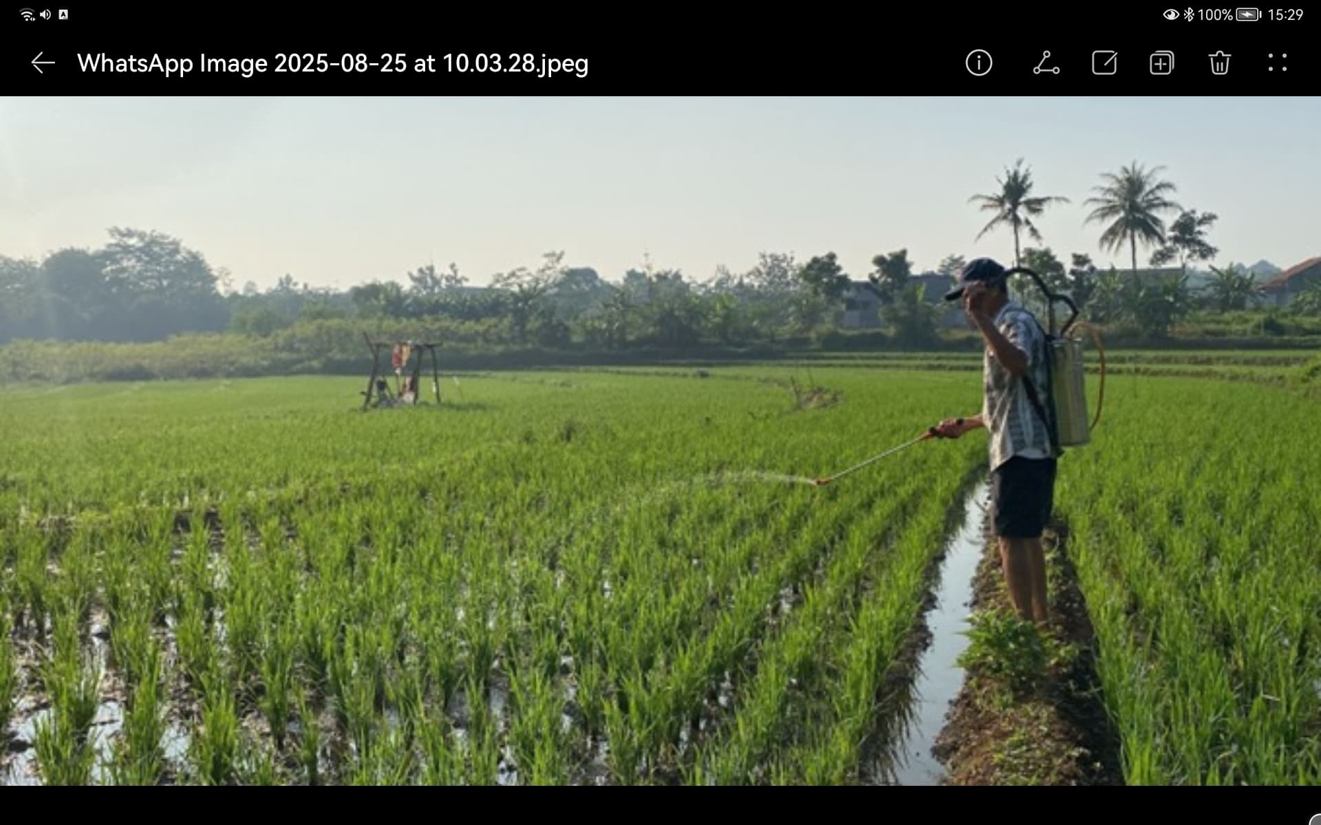 Produktivitas Padi di Jateng Meningkat, Proyeksi Surplus Beras Capai 1,5 Juta Ton