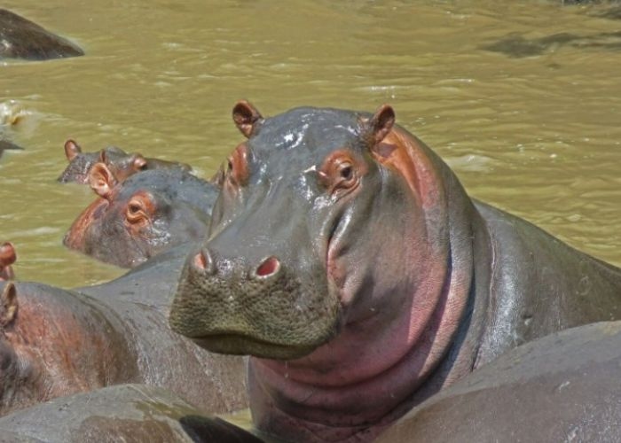 Awas! Jangan Sampai Niat Liburan Malah Celaka, Ini 5 Insiden Mengerikan di Balik Tur Safari yang Bikin Merinding!