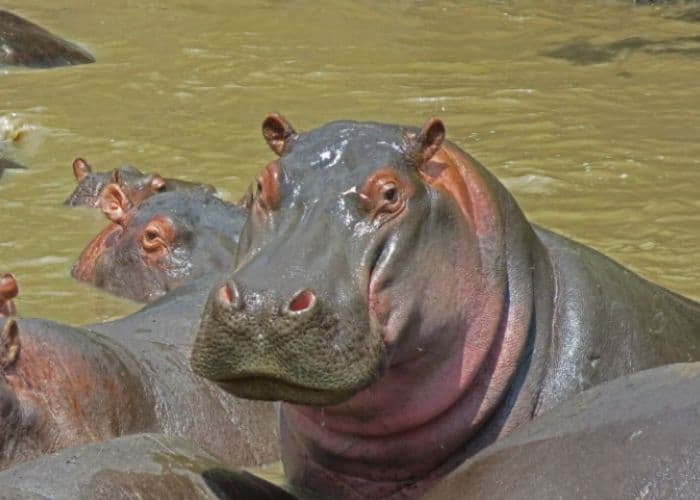 Awas! Jangan Sampai Niat Liburan Malah Celaka, Ini 5 Insiden Mengerikan di Balik Tur Safari yang Bikin Merinding!