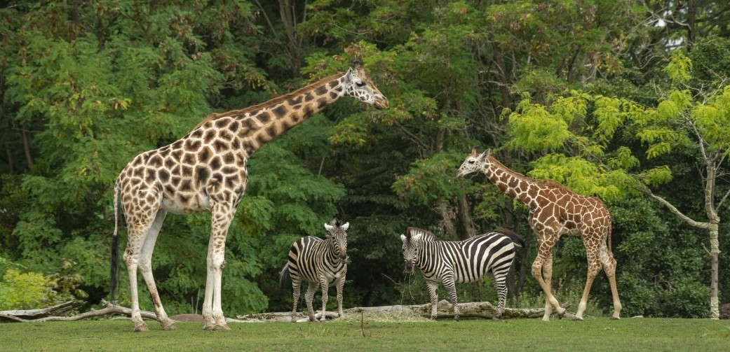 Gak Cuma Nontonin Hewan! Jurusan Zoologi Ternyata Punya Peran Penting di Balik Lestarinya Satwa Langka!