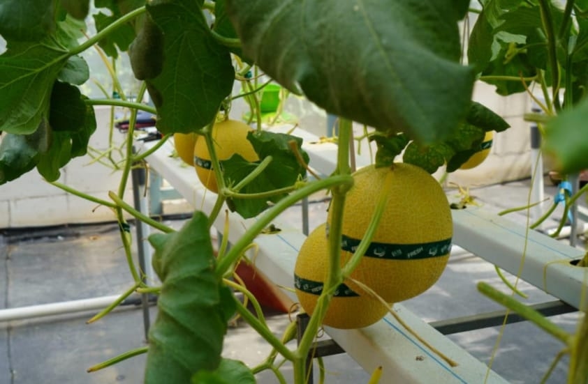 Dinperpa Hadirkan Greenhouse Modern, Inspirasi Generasi Muda untuk Cintai Pertanian