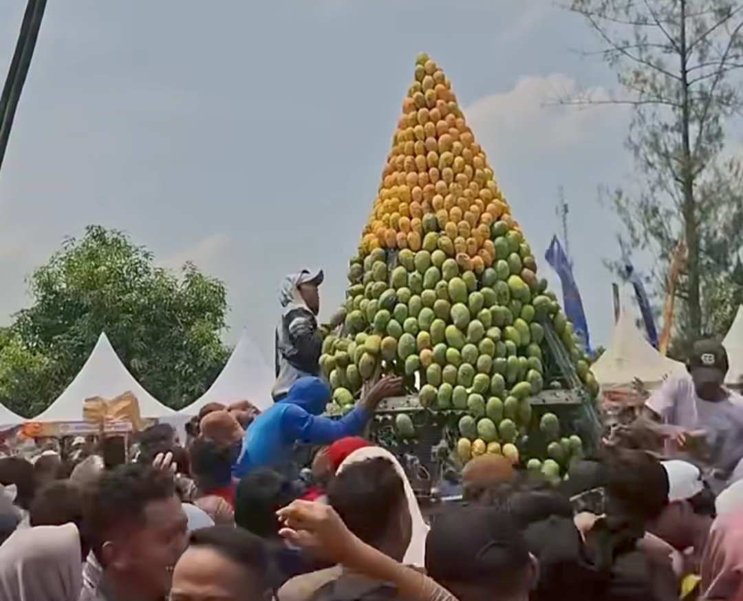 Keseruan Festival Mangga Pemalang 2025, ada Grebeg Gunungan Mangga Hingga Audisi Duta Mangga