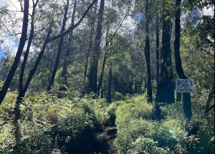 Menjelajah Gunung Batukaru: Menemukan Aura Mistis dan Pemandangan Epic di Puncak Kedua Bali