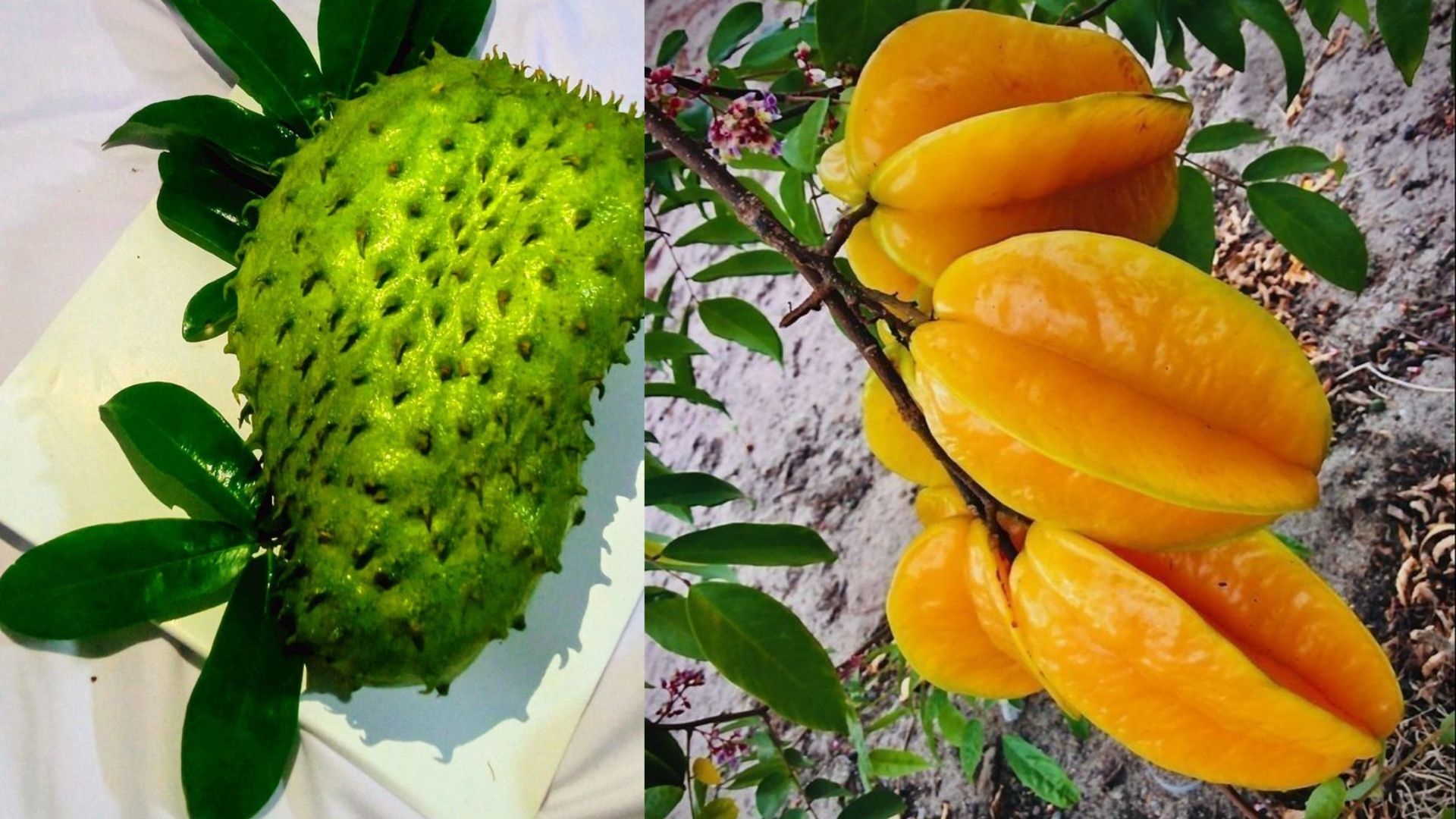 Halaman Gelap Bukan Masalah! 7 Pohon Buah Ini Tetap Subur dan Berbuah Meski Tanpa Sinar Matahari Penuh