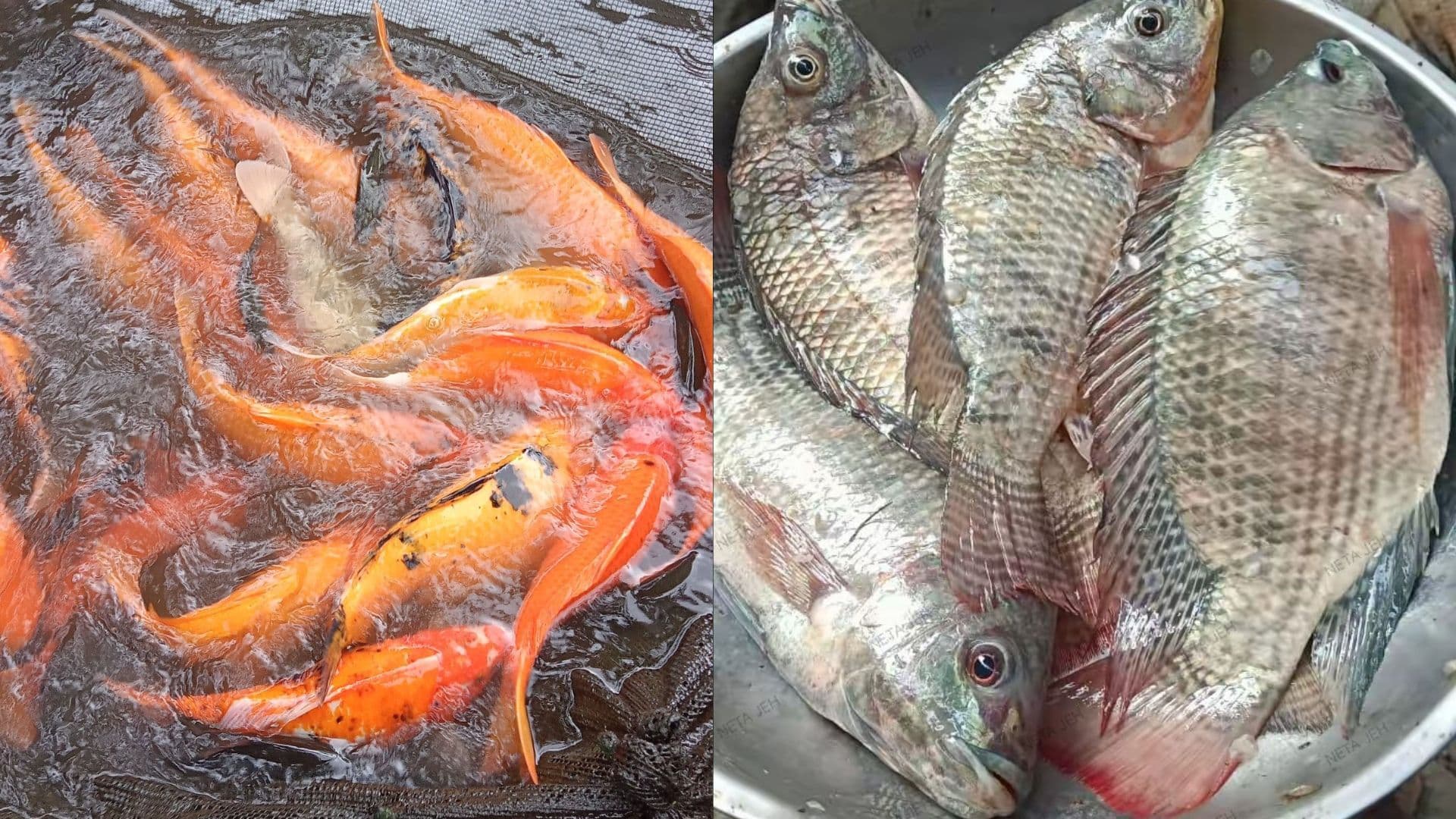 Budidaya Ikan Mas vs Ikan Mujair: Mana yang Lebih Cepat Balik Modal dan Bikin Cuan Melimpah?