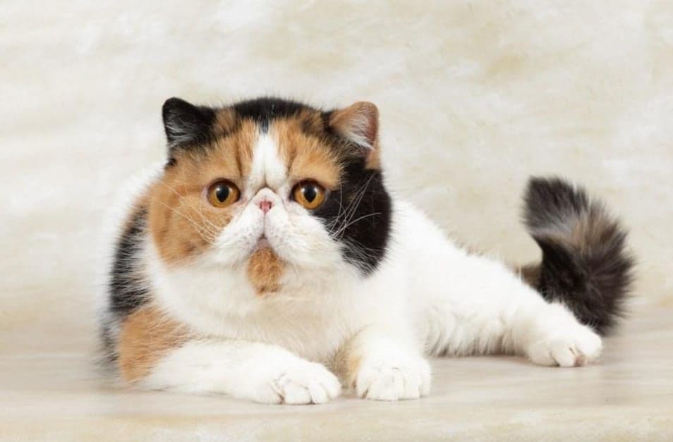 Polisi Selidiki Kasus Penendangan Kucing di Blora, Terduga Pelaku Terancam 1,6 Tahun Penjara